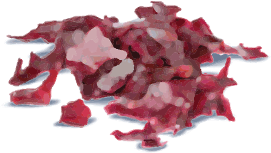 Carrageenan watercolor illustration