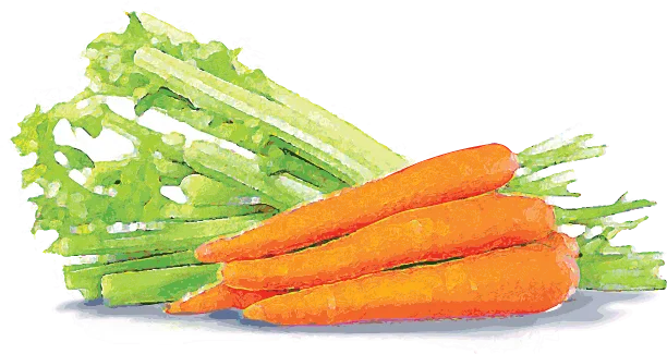 Cellulose watercolor illustration