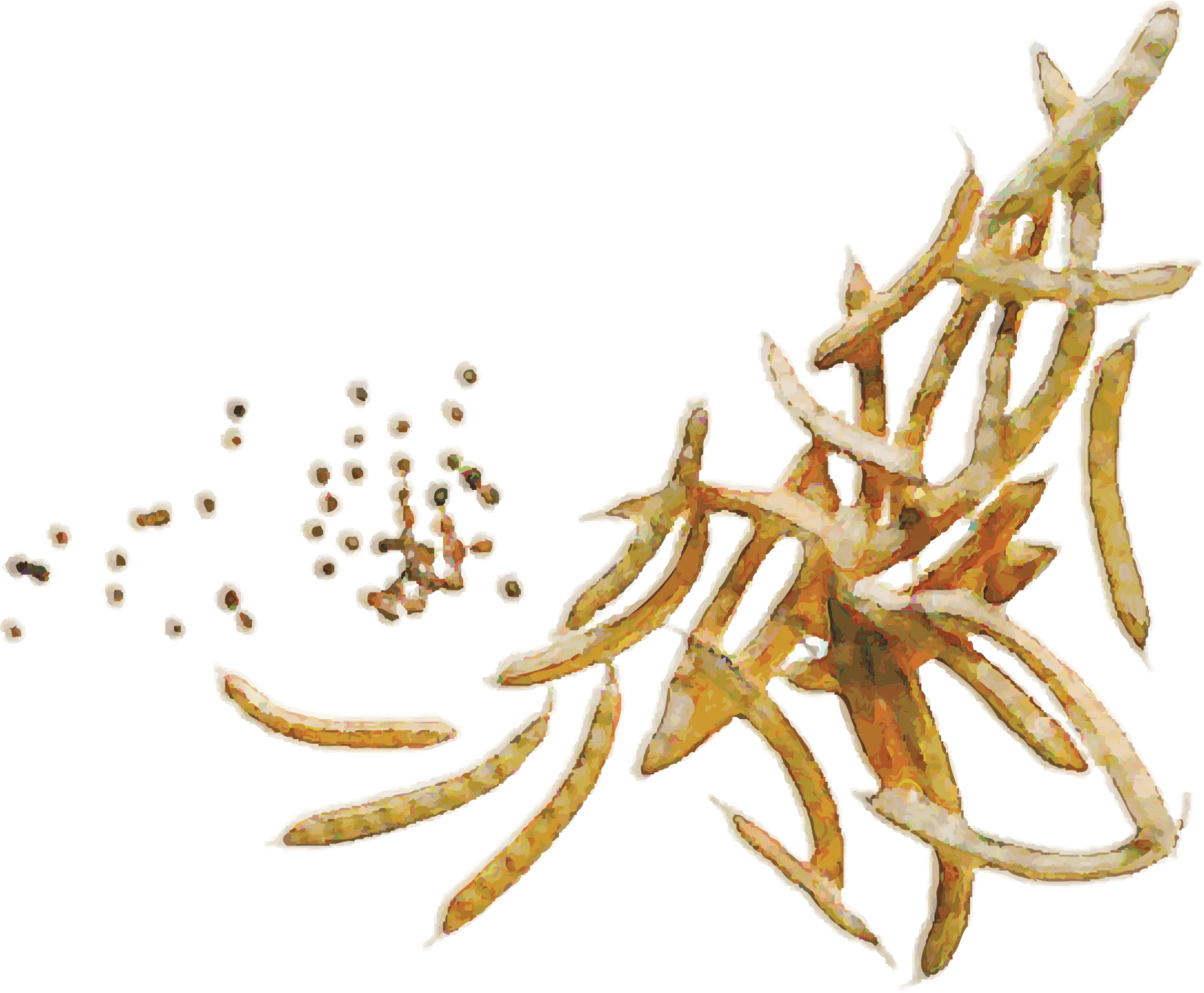 Guar watercolor illustration