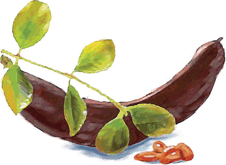 Locust Bean Gum watercolor illustration