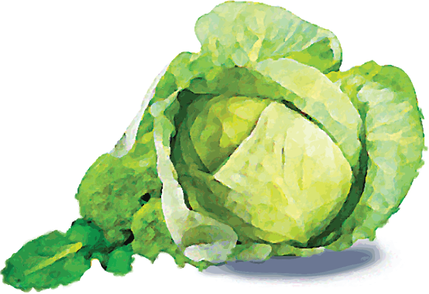 Xanthan watercolor illustration