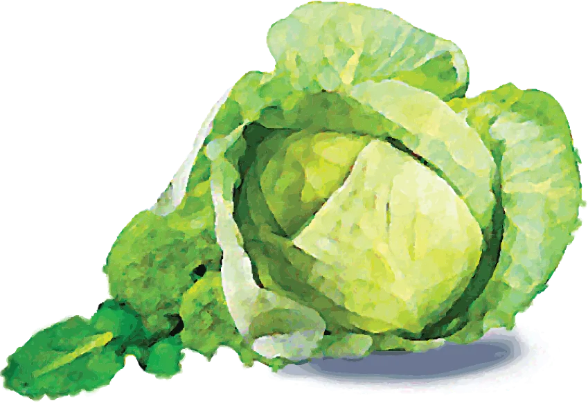 Xanthan watercolor illustration